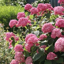 Hydrangea Rose Flower Seeds