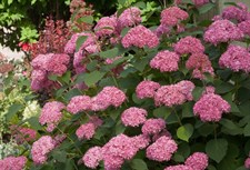 Hydrangea Rose Flower Seeds