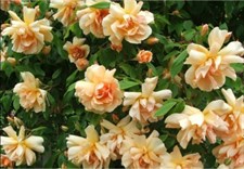 Orange Flames Climbing Rose Seeds