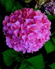 Hydrangea Purple Flower Seeds