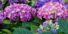 Hydrangea Purple Flower Seeds