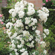 White Climbing Rose Seeds