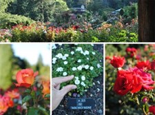 Mix Color Mini Rose Seeds