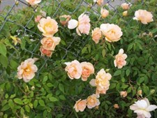 Orange Flames Climbing Rose Seeds