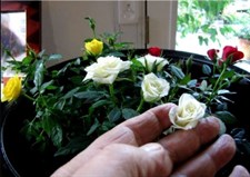Mix Color Mini Rose Seeds