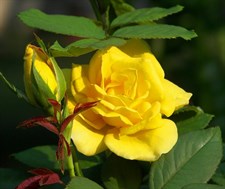 Australian Yellow Rose Seeds