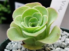 Mountain Rose Greenovia Seeds