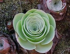 Mountain Rose Greenovia Seeds