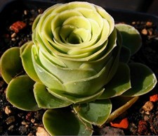 Mountain Rose Greenovia Seeds