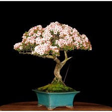 Bonsai Pink and White Azalea Seeds