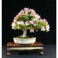 Bonsai Pink and White Azalea Seeds