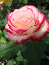 White Heart Pink Side Rose Seeds
