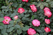 White Heart Pink Side Rose Seeds