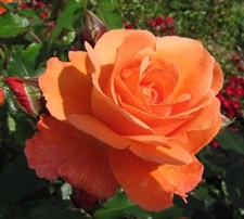 Rare Orange Rose Seeds