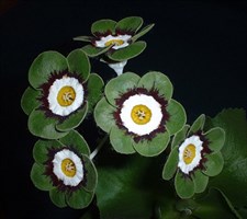 European Primrose Primula Malacoides Seeds