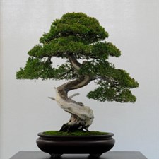 Bungeana Bonsai Tree Seeds