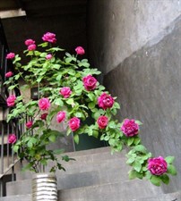 Zipaoyudai Potted Rose Seeds