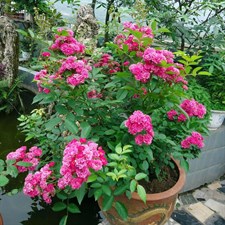 Zipaoyudai Potted Rose Seeds