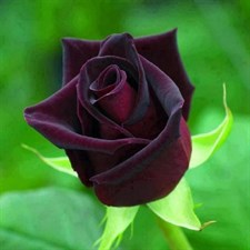 Australian Black Baccara Rose Seeds