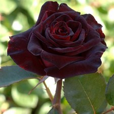 Australian Black Baccara Rose Seeds