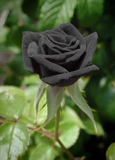 Black Rose Seeds