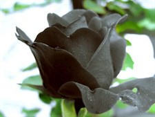 Black Rose Seeds