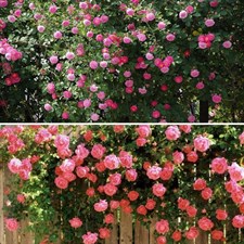 Climbing Rose Multiflora Perennia Seeds