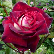 Rare Osiria Rose Seeds Mix Color