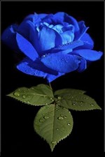 Australian Blue Rose Seeds
