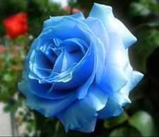 Australian Blue Rose Seeds