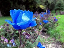 Australian Blue Rose Seeds