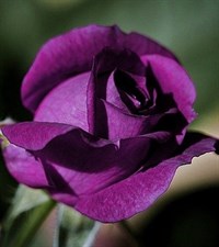 Australian Purple Rose Seeds