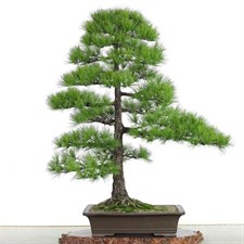 Bonsai Tree Seeds Bag