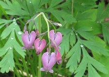 Bleeding Heart Pacific