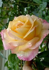 Peace Climbing Rose Seeds