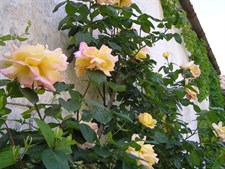 Peace Climbing Rose Seeds