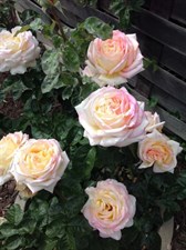 Peace Climbing Rose Seeds