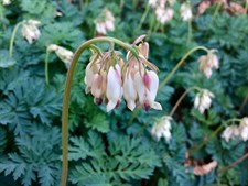Bleeding Heart Pearl Drops