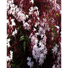 Italian Pink Jasmine Seeds