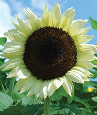 Sunflower Coconut Ice Hybrid Seeds