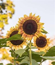 Sunflower Procut Plum Hybrid Seeds