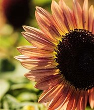 Sunflower Suntastic Pink Bicolor Hybrid Seeds