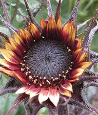 Sunflower Ms. Mars Seeds