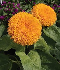 Sunflower Honey Bear Seeds