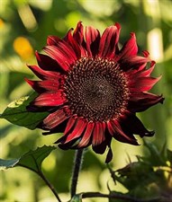 Sunflower Red Wave Hybrid Seeds