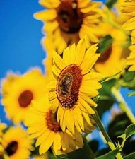 Sunflower Treasure Mountain Hybrid Seeds