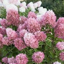 Hydrangea Zinfin Doll Flower Seeds