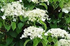 Hydrangea Climbing Flower Seeds