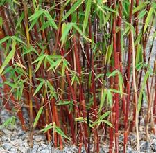 Red Bamboo Seeds