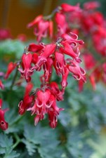 Bleeding Heart Red Fountain